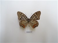 藏品(紅星脈蛺蝶)的圖片